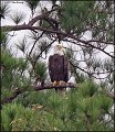 _1SB0947 meadowview  bald eagle